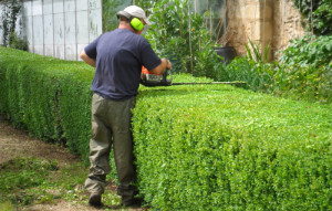 hedge_trimming